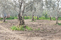 GM3254  BURSA İZNİKTE 413 M2 HİSSELİ TARLA 
