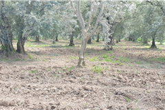 GM3254  BURSA İZNİKTE 413 M2 HİSSELİ TARLA 