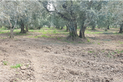 GM3254  BURSA İZNİKTE 413 M2 HİSSELİ TARLA 