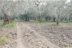 GM3254  BURSA İZNİKTE 413 M2 HİSSELİ TARLA 