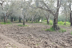 GM3254  BURSA İZNİKTE 413 M2 HİSSELİ TARLA 