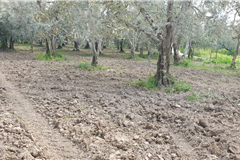 GM3254  BURSA İZNİKTE 413 M2 HİSSELİ TARLA 