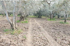 GM3254  BURSA İZNİKTE 413 M2 HİSSELİ TARLA 