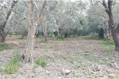 GM3254  BURSA İZNİKTE 413 M2 HİSSELİ TARLA 