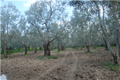 GM3254  BURSA İZNİKTE 413 M2 HİSSELİ TARLA 