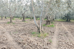 GM3254  BURSA İZNİKTE 413 M2 HİSSELİ TARLA 