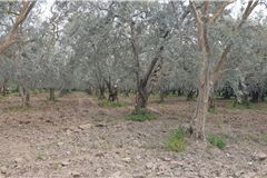 GM3254  BURSA İZNİKTE 413 M2 HİSSELİ TARLA 