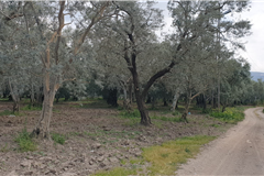 GM3254  BURSA İZNİKTE 413 M2 HİSSELİ TARLA 