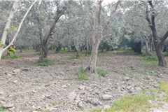 GM3254  BURSA İZNİKTE 413 M2 HİSSELİ TARLA 