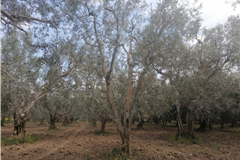 GM3254  BURSA İZNİKTE 413 M2 HİSSELİ TARLA 