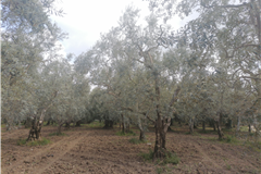 GM3254  BURSA İZNİKTE 413 M2 HİSSELİ TARLA 