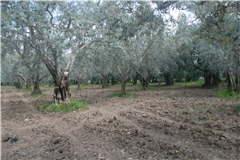 GM3254  BURSA İZNİKTE 413 M2 HİSSELİ TARLA 