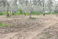 GM3254  BURSA İZNİKTE 413 M2 HİSSELİ TARLA 