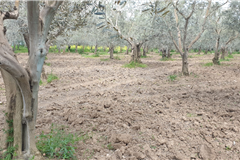 GM3254  BURSA İZNİKTE 413 M2 HİSSELİ TARLA 