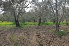 GM3254  BURSA İZNİKTE 413 M2 HİSSELİ TARLA 