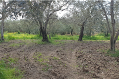 GM3254  BURSA İZNİKTE 413 M2 HİSSELİ TARLA 