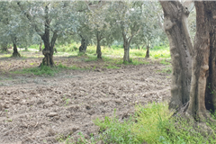 GM3254  BURSA İZNİKTE 413 M2 HİSSELİ TARLA 