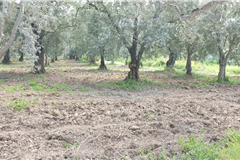 GM3254  BURSA İZNİKTE 413 M2 HİSSELİ TARLA 