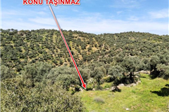 AYDIN ÇİNE'DE 28/15 HİSSELİ 15532 m² TARLA