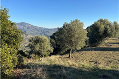 AYDIN İNCİRLİOVA'DA 20.200m² ZEYTİNLİK SATILIK TARLA