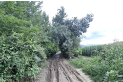 GM3446 DÜZCE MERKEZ YENİ TAŞKÖPRÜ KÖYÜ’NDE 5.599 M² TARIM ALANLI SATILIK TARLA